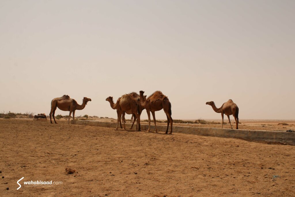 Photo prise par Wahabi SAAD.