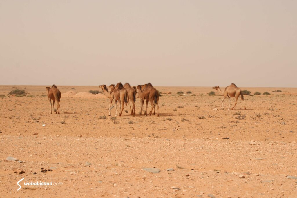 Photo prise par Wahabi SAAD.