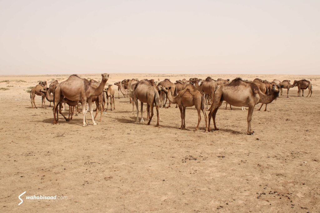 Photo prise par Wahabi SAAD.