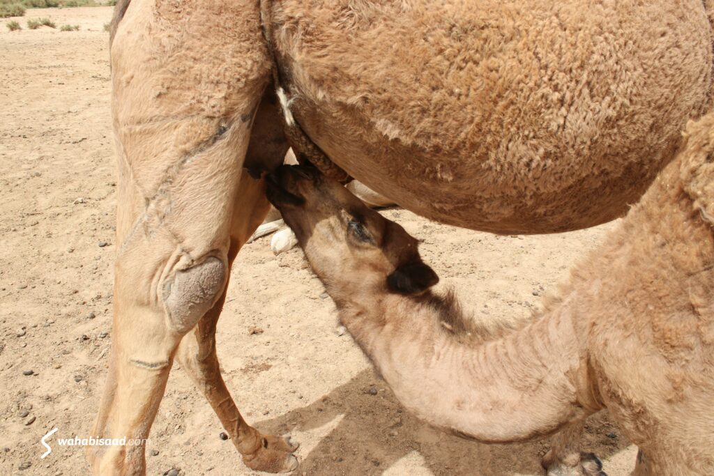 Photo prise par Wahabi SAAD.