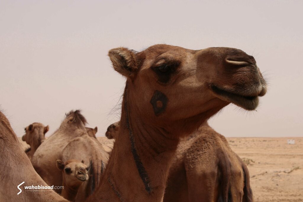 Photo prise par Wahabi SAAD.