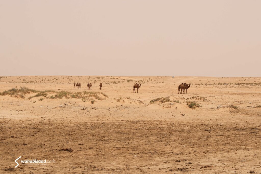 Photo prise par Wahabi SAAD.