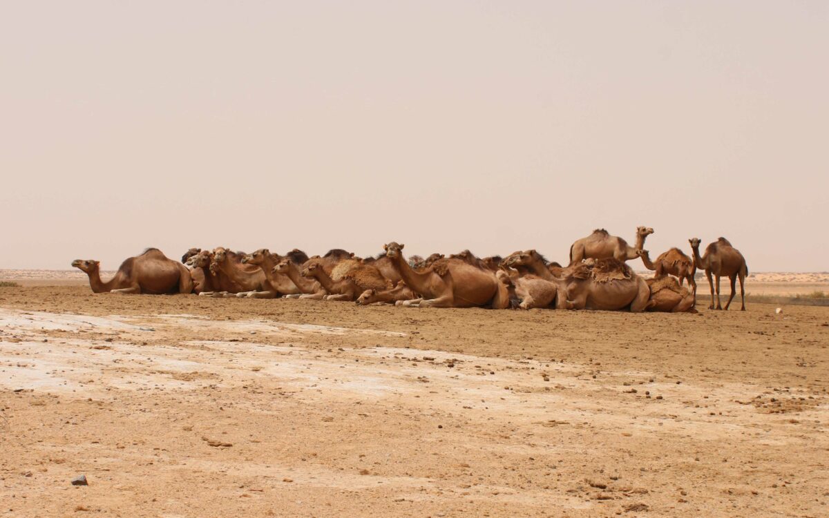 Photo prise par Wahabi SAAD.