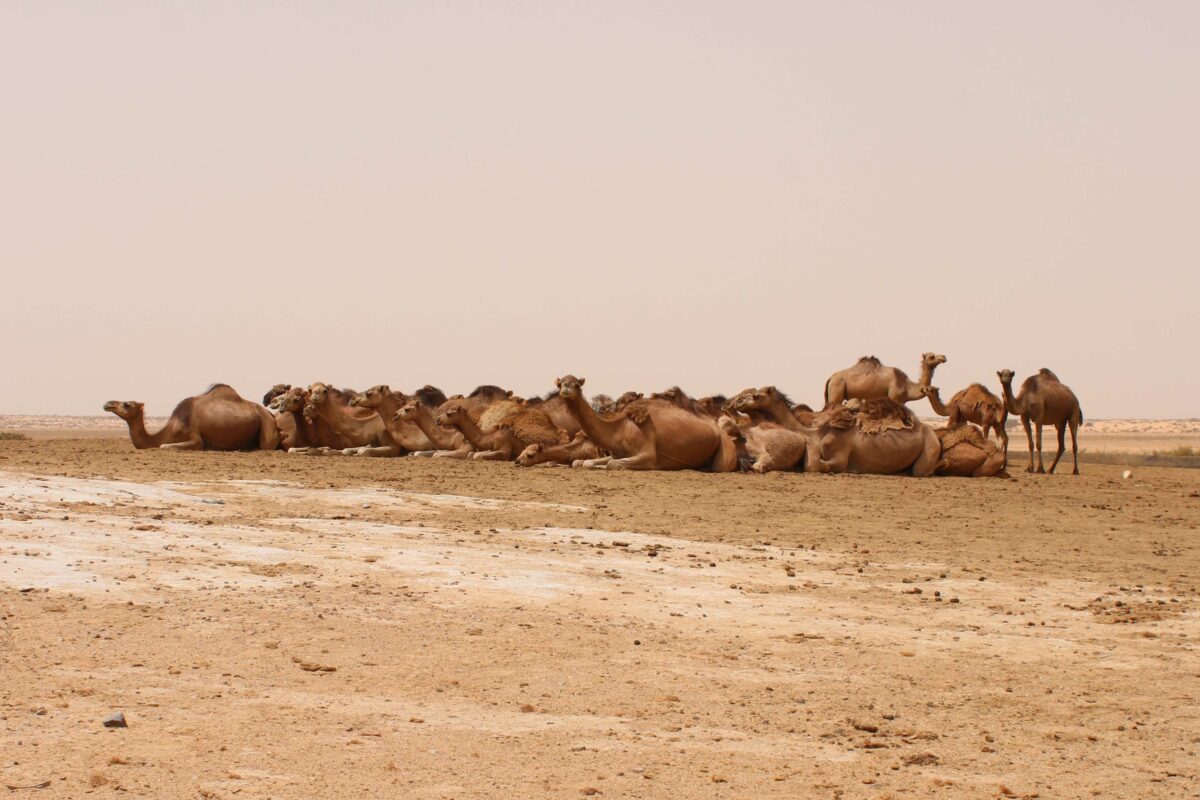 Photo prise par Wahabi SAAD.