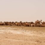 Photo prise par Wahabi SAAD.
