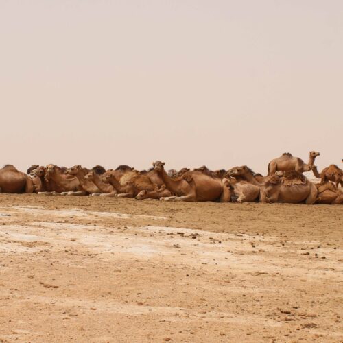 Photo prise par Wahabi SAAD.
