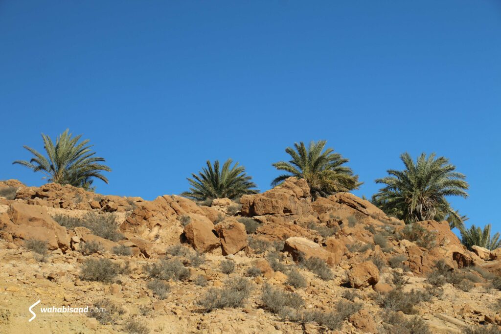 Photo prise par Wahabi SAAD.
